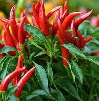 Whole Dried African Bird Eye Chilli Pepper from Zimbabwe